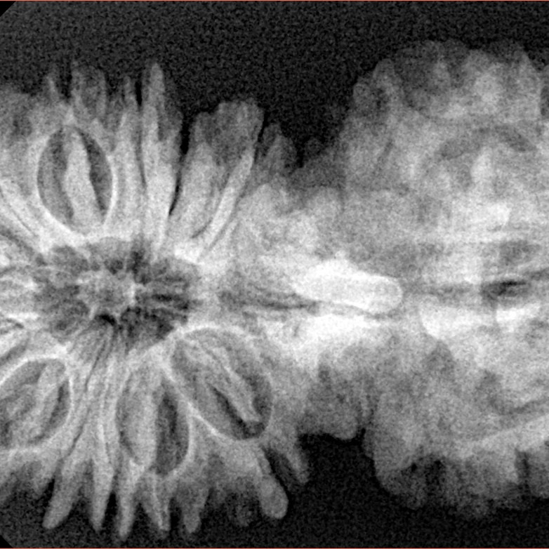 17 Mukhi Gaurishankar 41.7mm 7.66gm - Origin: Nepal - Xray