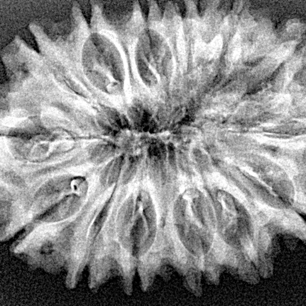 14 Mukhi Rudraksha 31.41mm 5gm - Xray