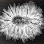 16 Mukhi Rudraksha 28mm 5.1gm - Xray