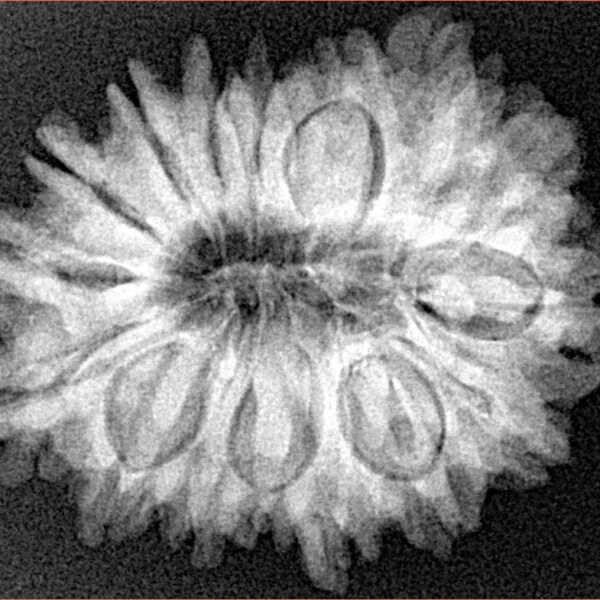 16 Mukhi Rudraksha 28mm 5.1gm - Xray