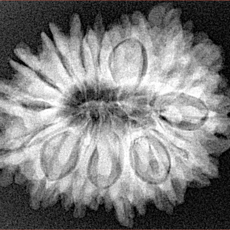 16 Mukhi Rudraksha 28mm 5.1gm - Xray