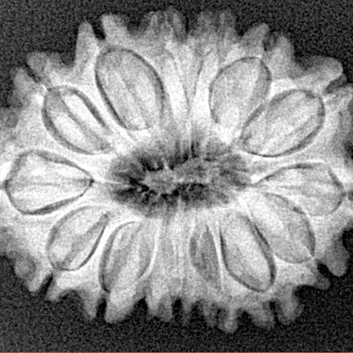 15 Mukhi Rudraksha 27.4mm 4.22gm - Xray