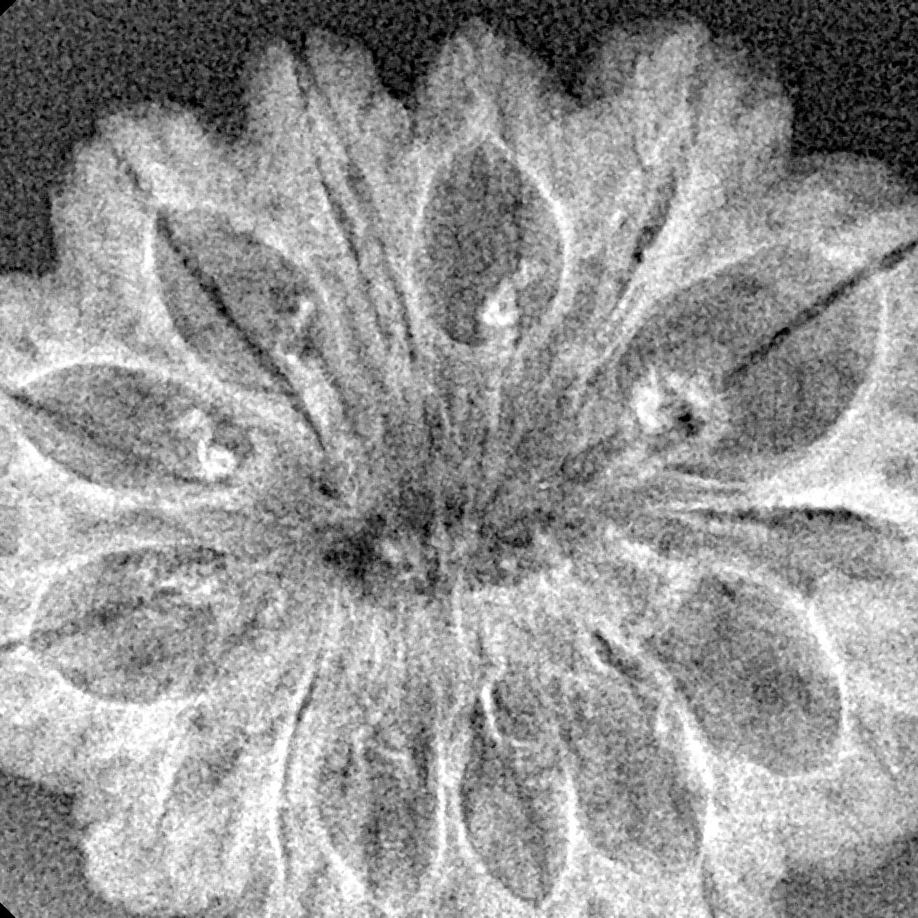 14 Mukhi Rudraksha 31.4mm 3.19gm - Xray