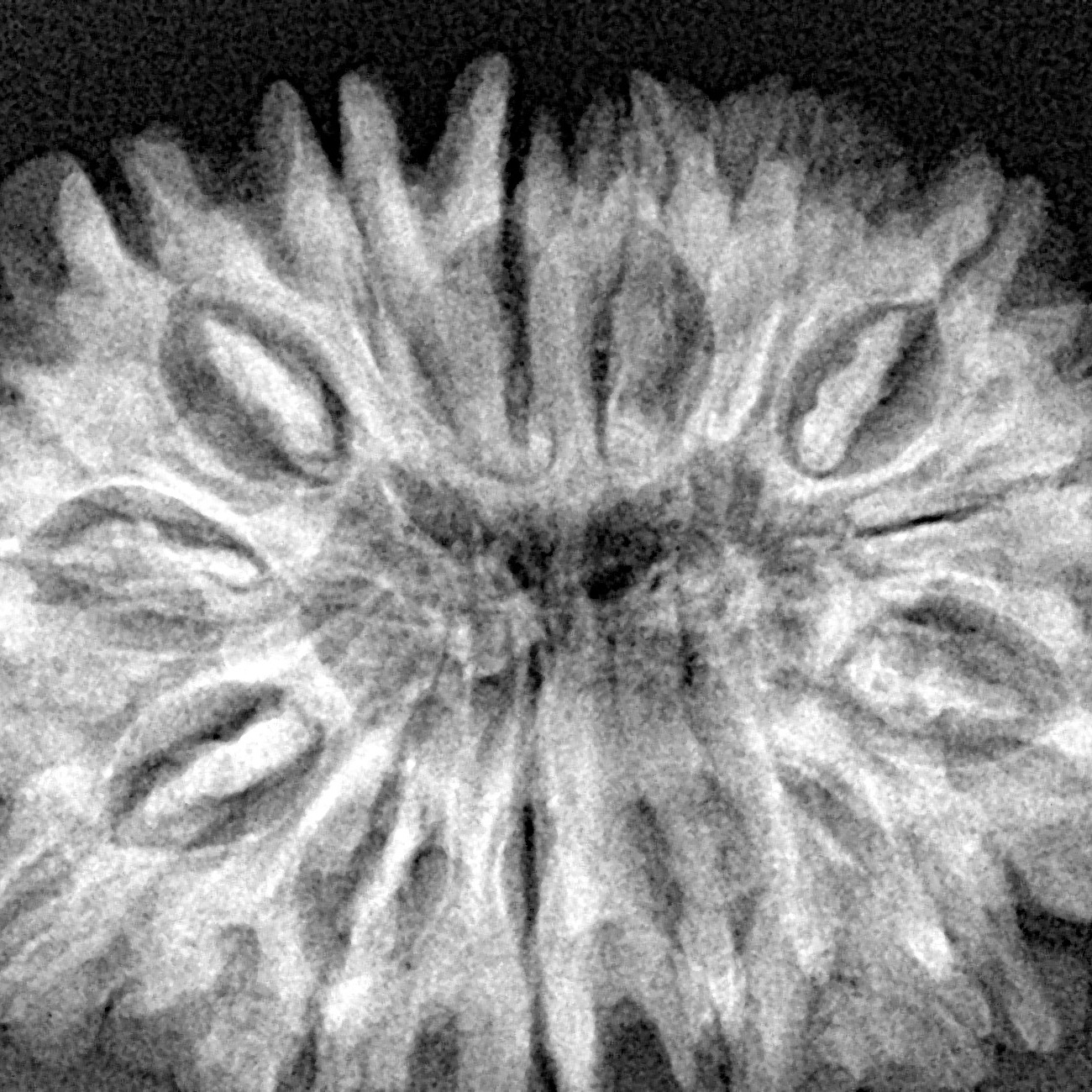 14 Mukhi Rudraksha 33mm 6.44gm - Xray