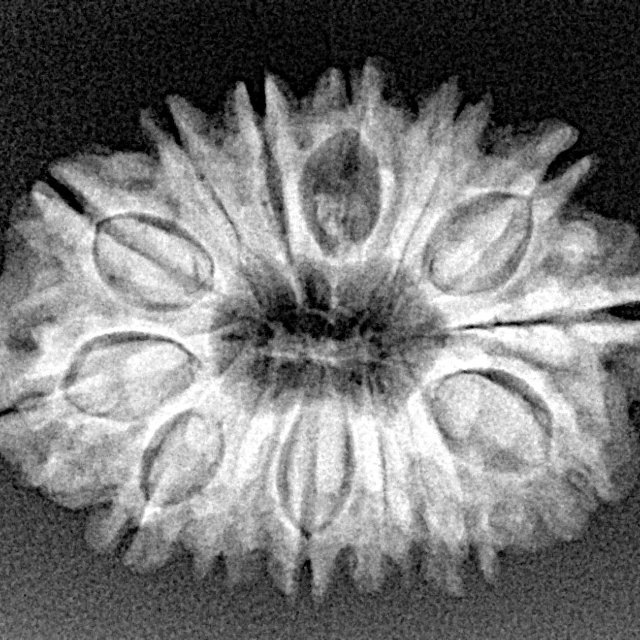 14 Mukhi Rudraksha 27.5mm 3.92gm - Xray