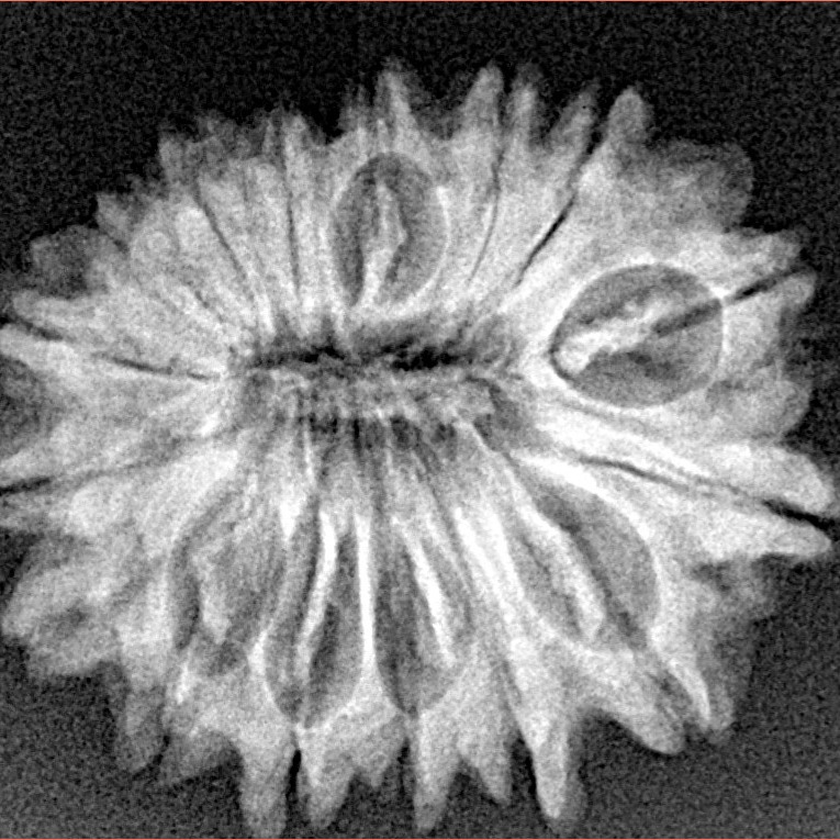 16 Mukhi Rudraksha 25.5mm 3.72gm - Xray