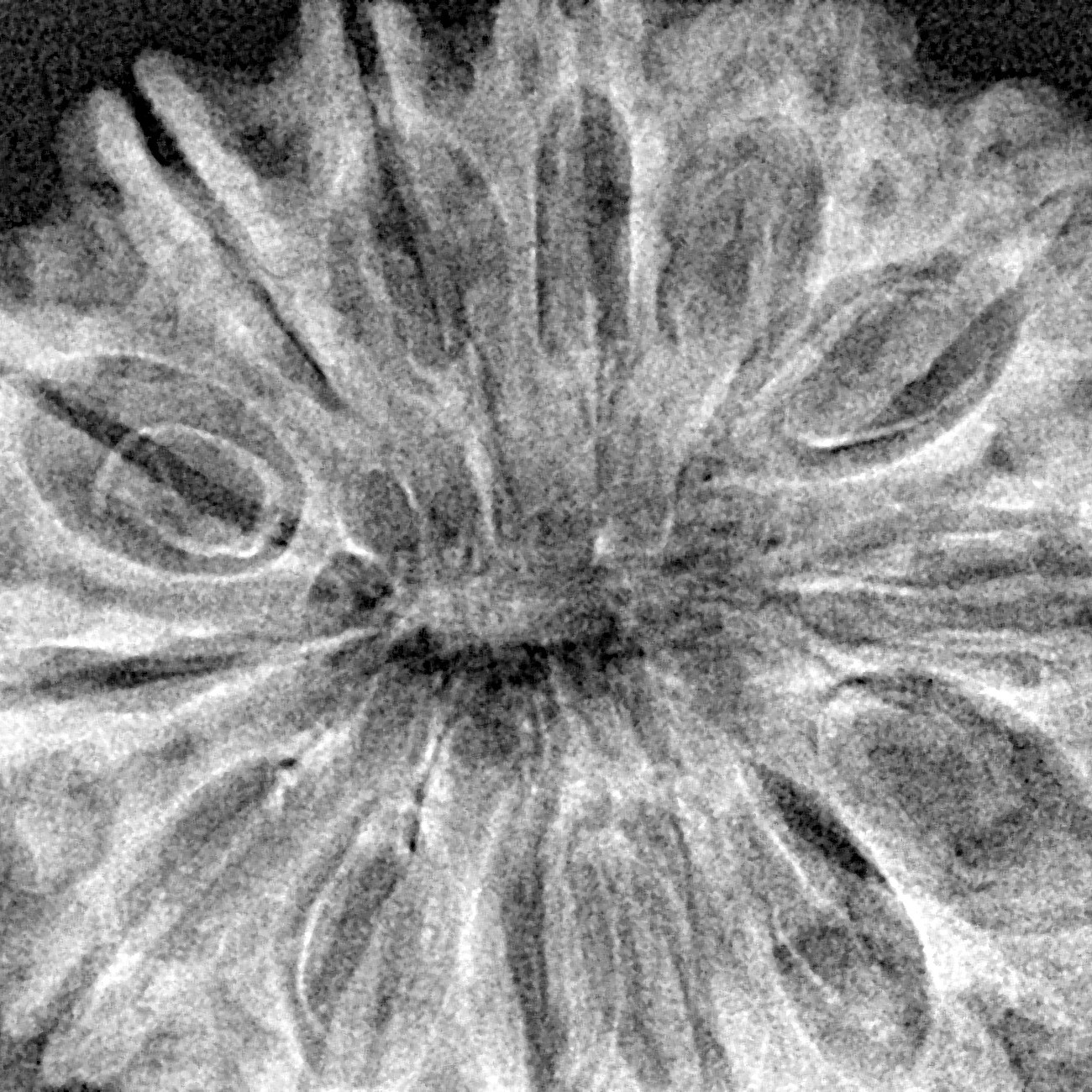 14 Mukhi Rudraksha 34.2mm 6gm - Xray