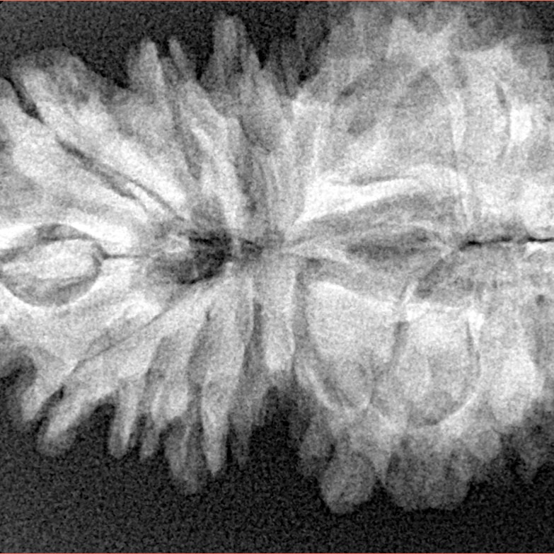 16 Mukhi Gaurishankar 35mm 6.36gm - Xray