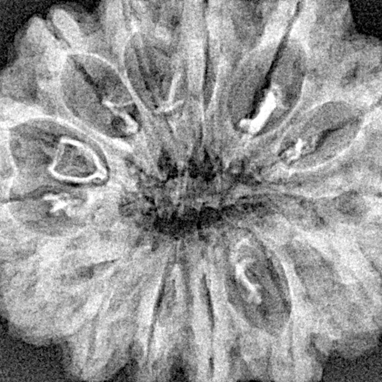 14 Mukhi Rudraksha 32.4mm 5.64gm - Xray