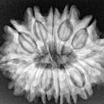 14 Mukhi Rudraksha 28.8mm 5.38gm - Xray