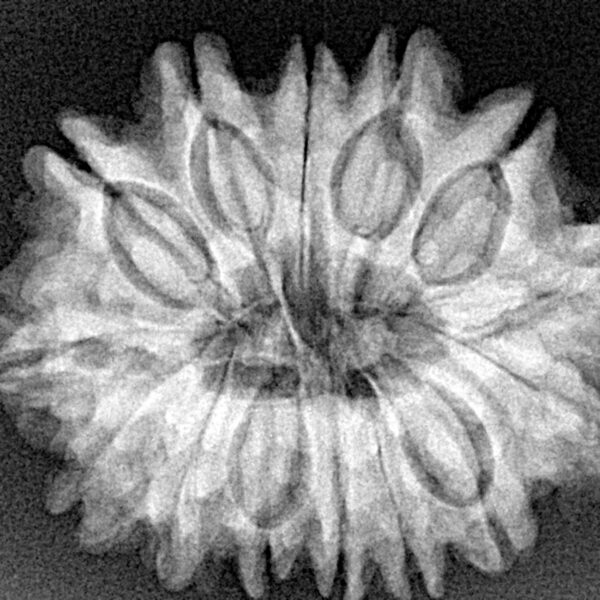 14 Mukhi Rudraksha 28.8mm 5.38gm - Xray