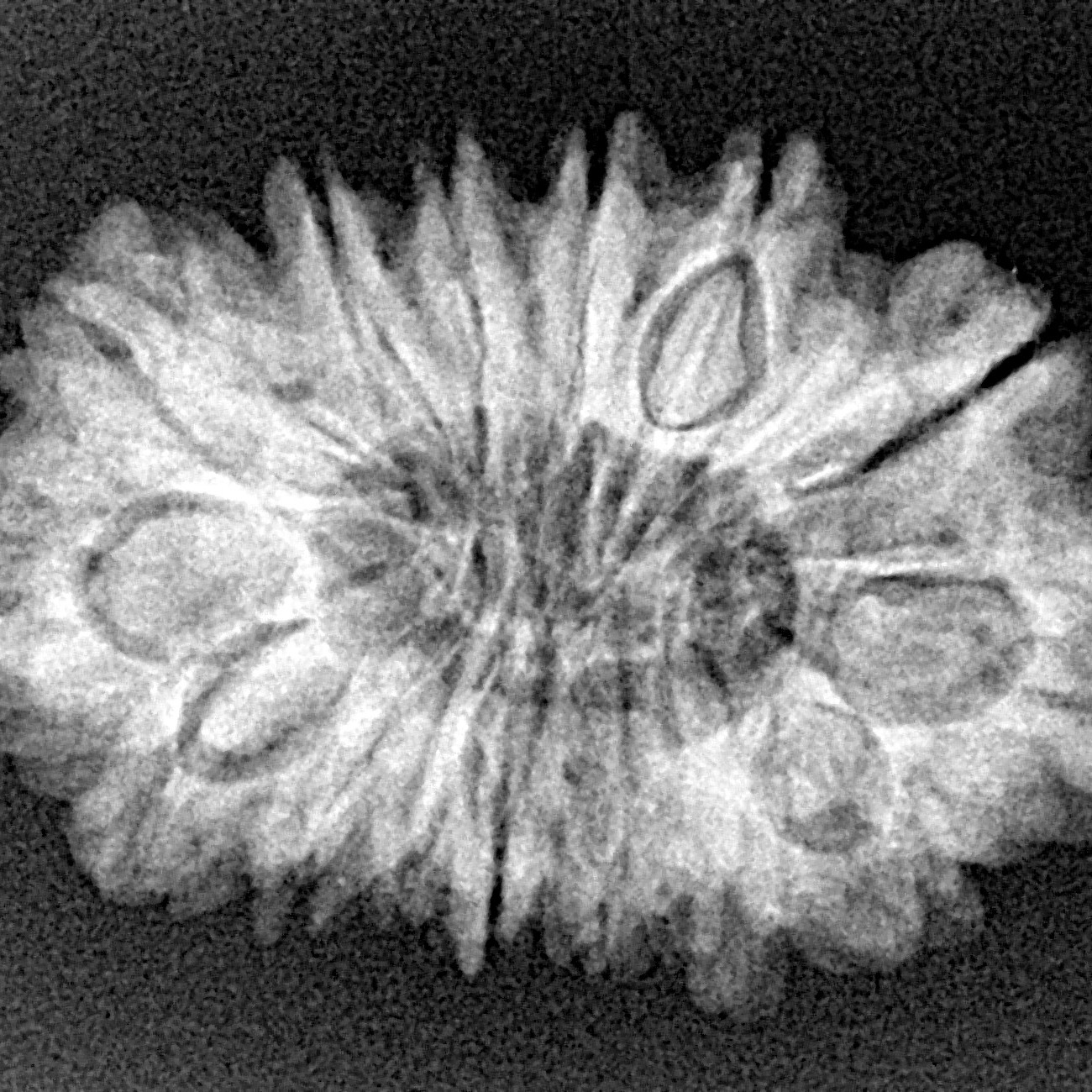 15 Mukhi Rudraksha 29.3mm 4.17gm - Xray