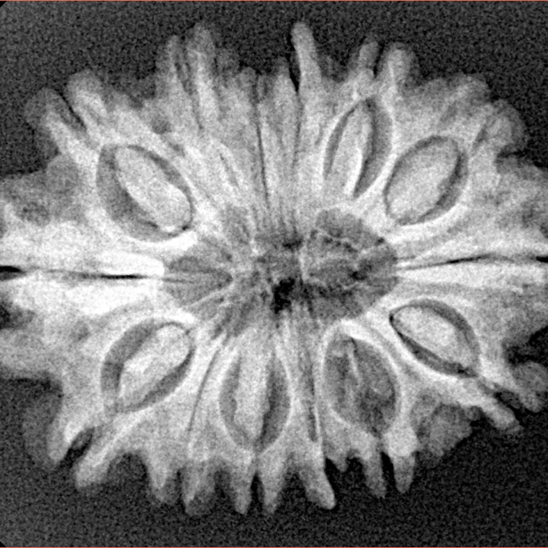 14 Mukhi Rudraksha 28.2mm 4.54gm - Xray
