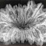 17 Mukhi Rudraksha 35.4mm 4.73gm - Xray