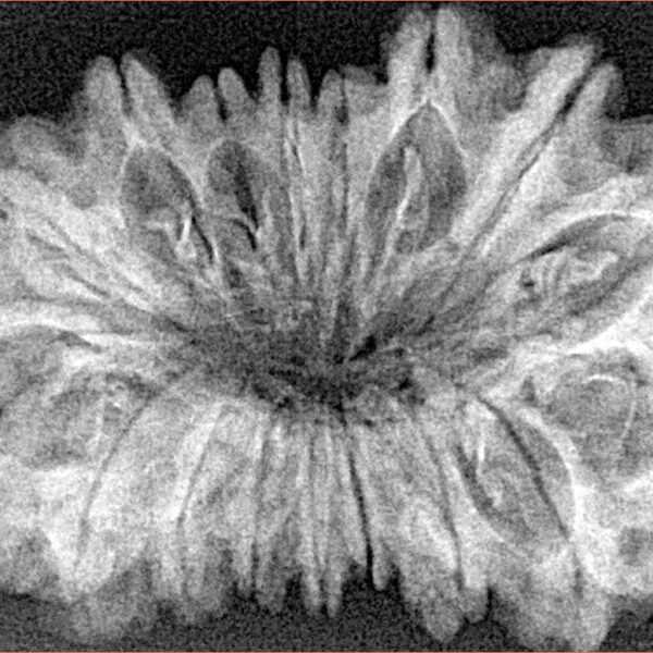 17 Mukhi Rudraksha 35.4mm 4.73gm - Xray