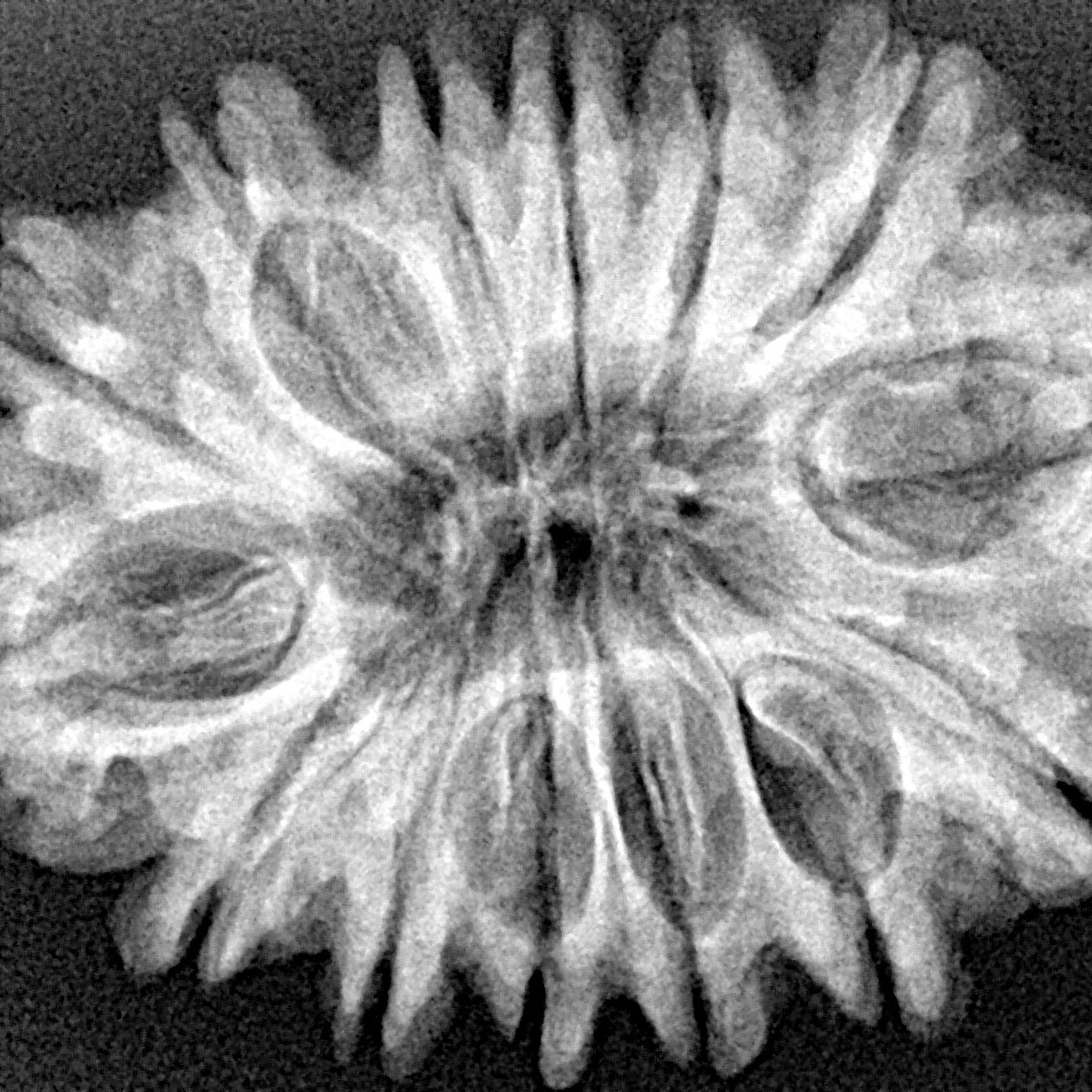 14 Mukhi Rudraksha 32.4mm 5.91gm - Xray
