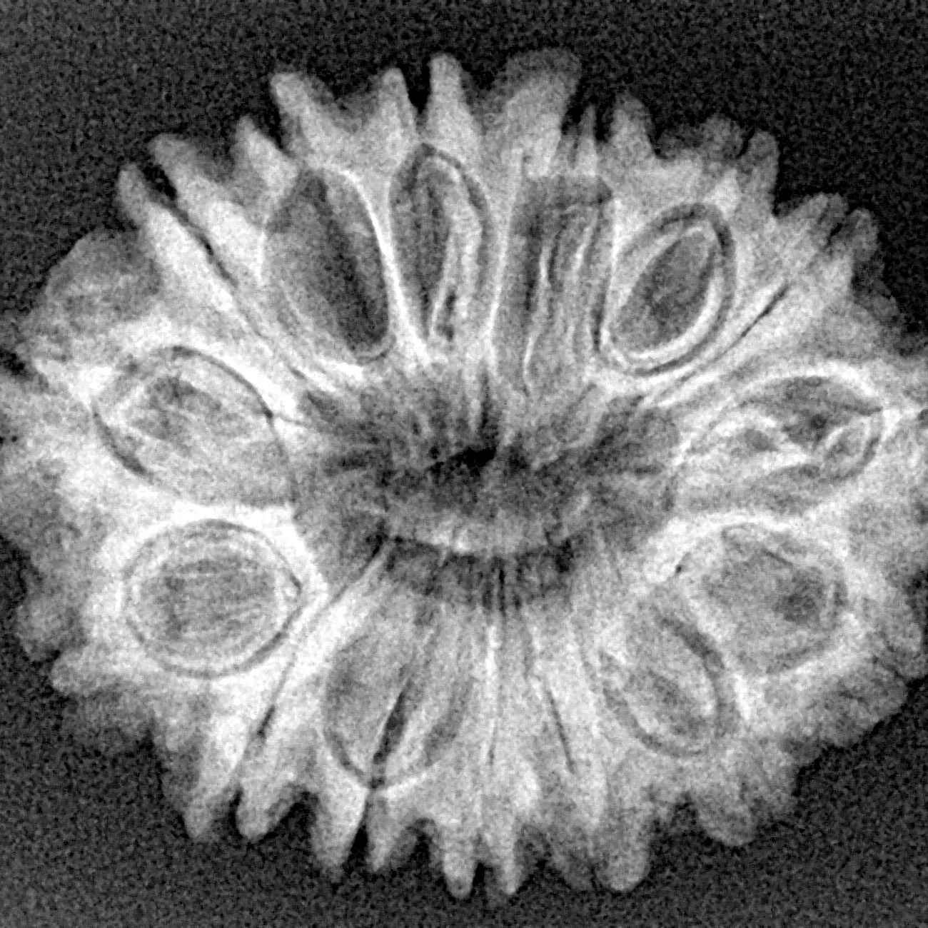 15 Mukhi Rudraksha 27mm 3.93gm - Xray