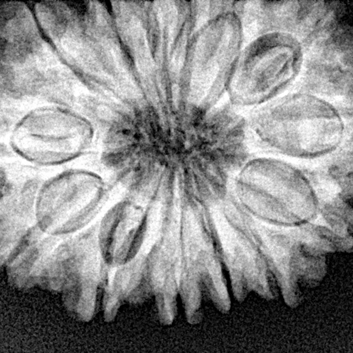 14 Mukhi Rudraksha 29.1mm 5.67gm - Xray