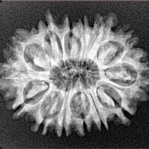 14 Mukhi Rudraksha 26.8mm 3.51gm - Xray