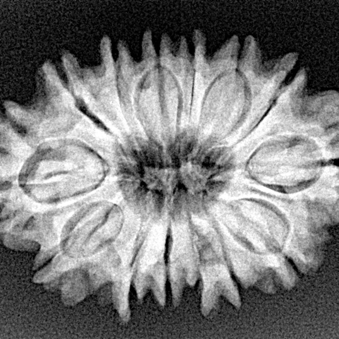 14 Mukhi Rudraksha 29.1mm 4.48gm - Xray