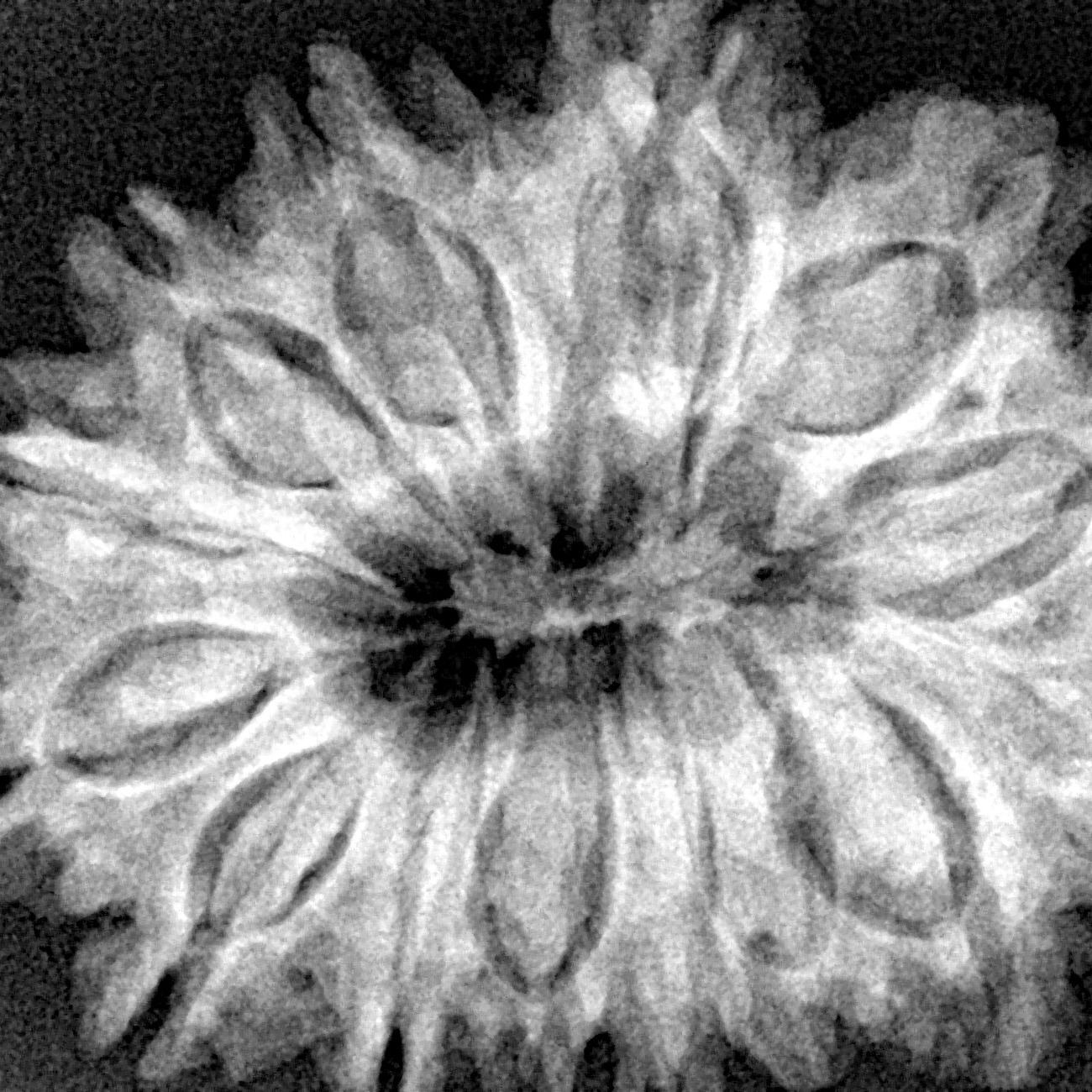 14 Mukhi Rudraksha 32.7mm 6.54gm - Xray