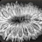 18 Mukhi Rudraksha 31.9mm 5.28gm - Xray