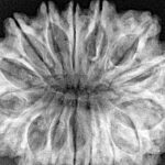 16 Mukhi Rudraksha 33mm 7.6gm - Xray