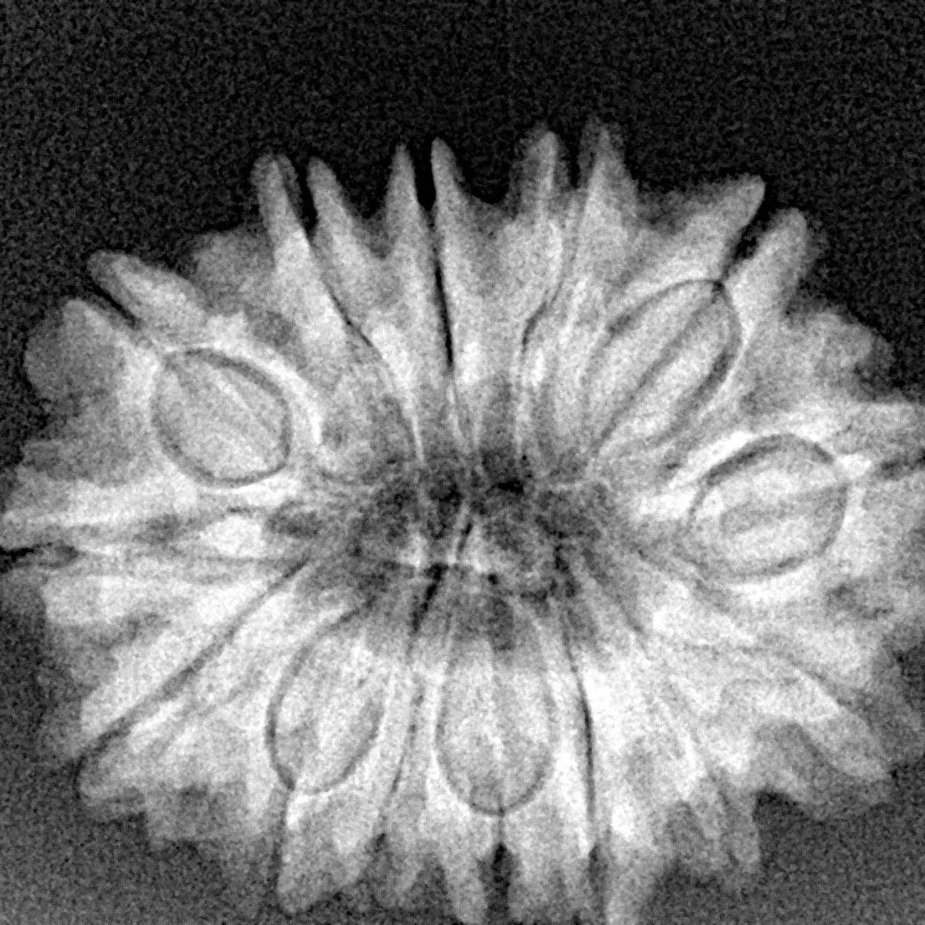 14 Mukhi Rudraksha 26.8mm 4.51gm - Xray