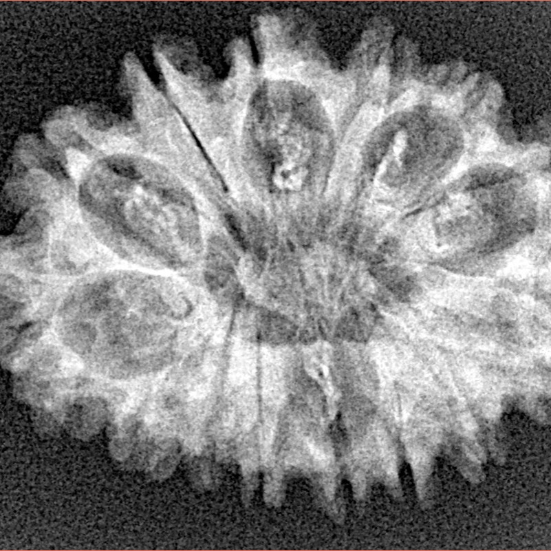 14 Mukhi Rudraksha 29.4mm 3.72gm - Xray