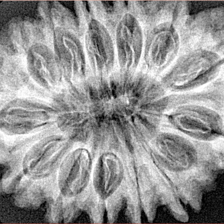 14 Mukhi Rudraksha 33.1mm 6.46gm - Xray