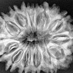 15 Mukhi Rudraksha 32.1mm 5.63gm - Xray