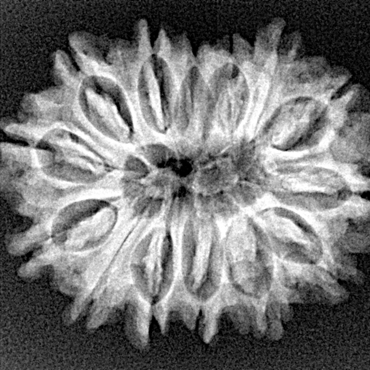 14 Mukhi Rudraksha 27.1mm 4gm - Xray