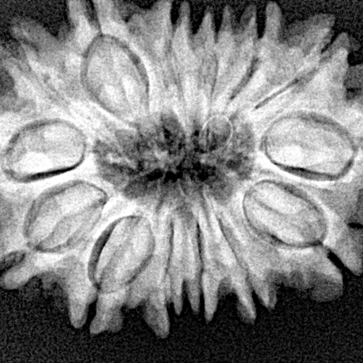 14 Mukhi Rudraksha 29.1mm 4.59gm - Xray