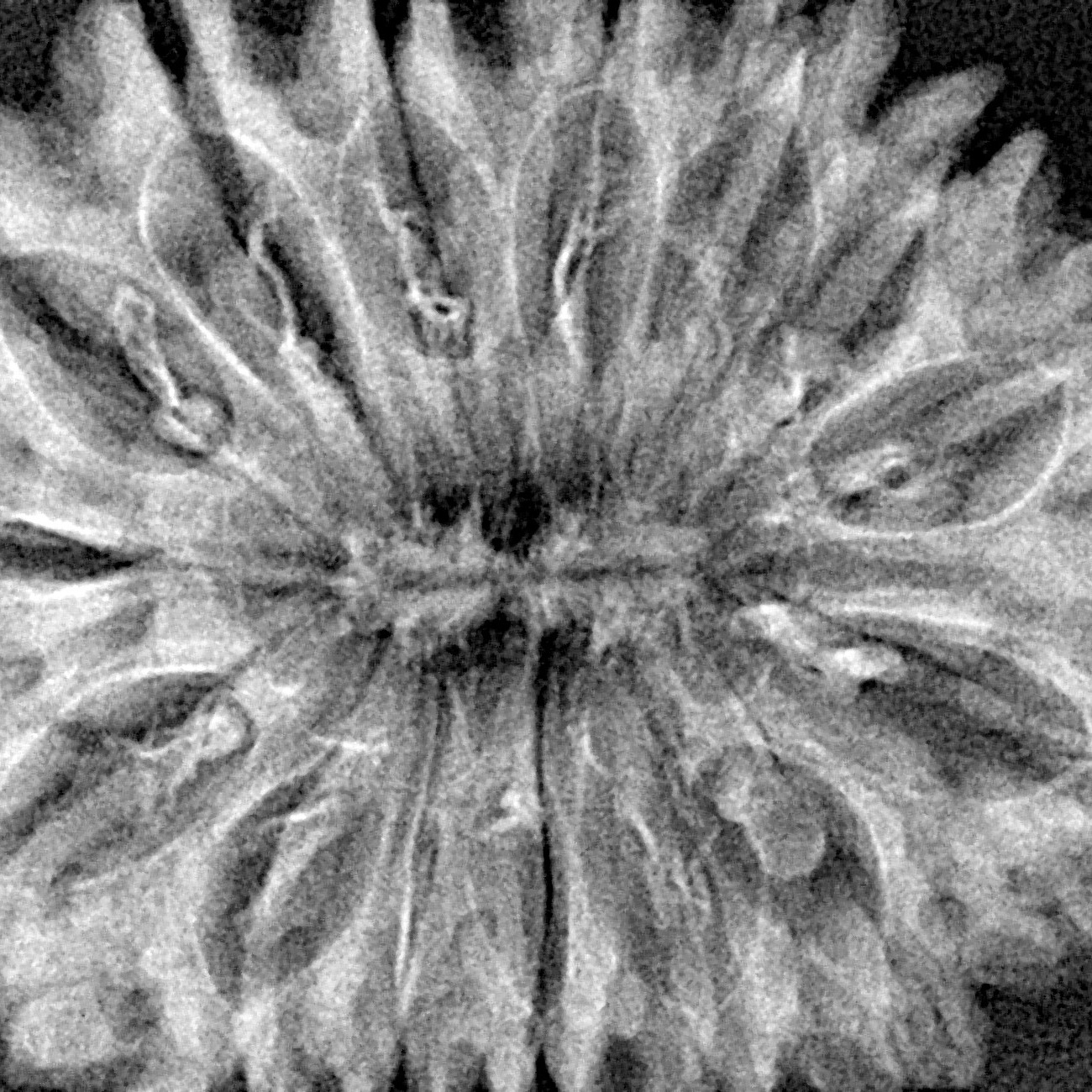 15 Mukhi Rudraksha 34.6mm 5.42gm - Xray