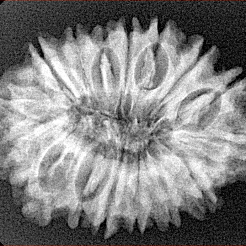 16 Mukhi Rudraksha 28.8mm 4.39gm - Xray