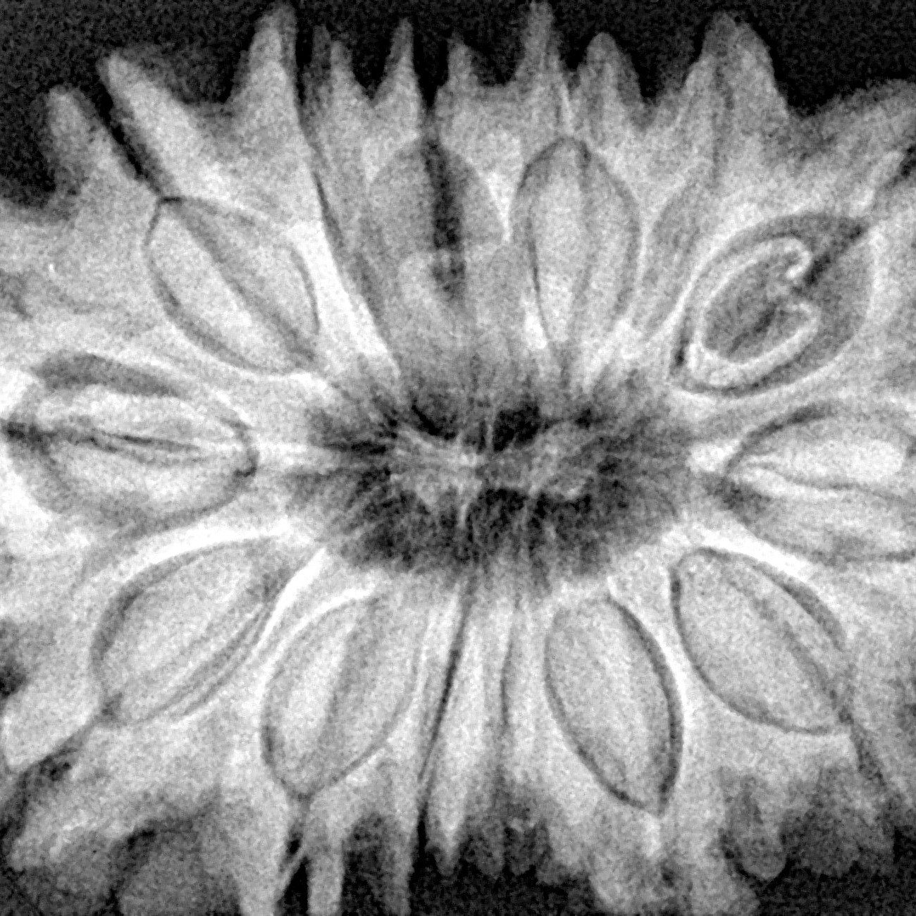 14 Mukhi Rudraksha 36.1mm 8.16gm - Xray