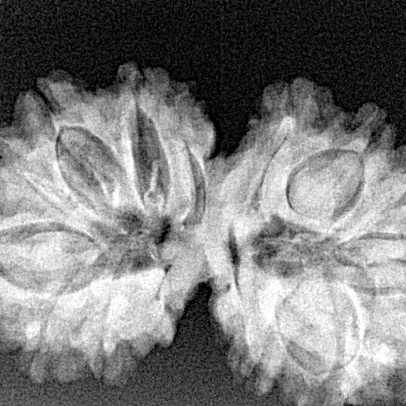 16 Mukhi Gaurishankar 33.5mm 5.33gm - Xray