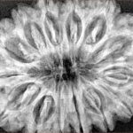 14 Mukhi Rudraksha 34.7mm 7.72gm - Xray