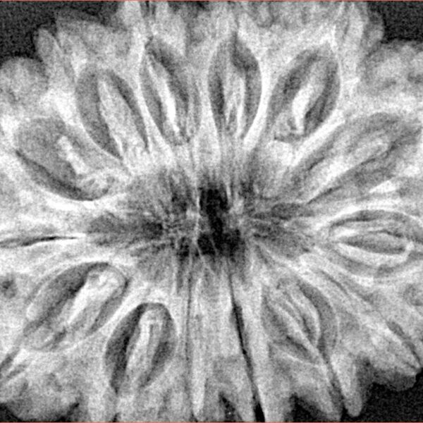 14 Mukhi Rudraksha 34.7mm 7.72gm - Xray