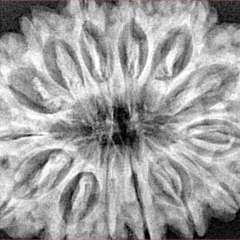 14 Mukhi Rudraksha 34.7mm 7.72gm - Xray