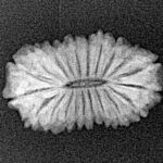 21 Mukhi Rudraksha 19.6mm 1.25gm - Xray