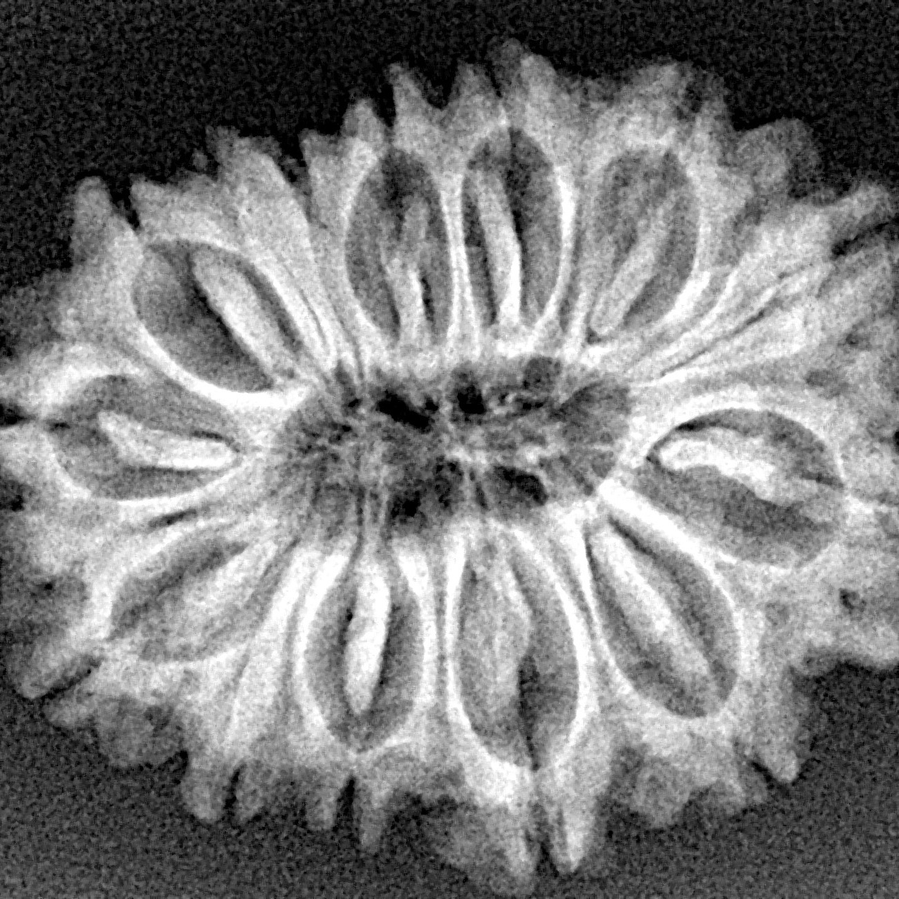 14 Mukhi Rudraksha 27mm 4.12gm - Xray