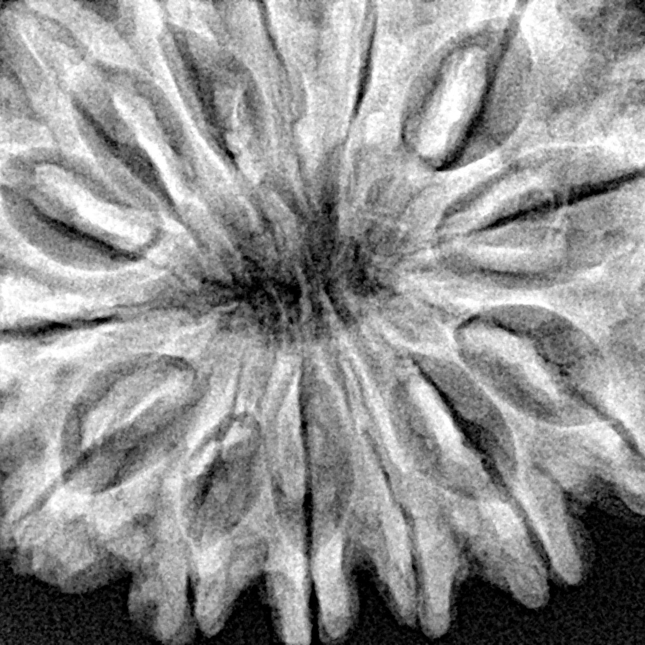 14 Mukhi Rudraksha 35.1mm 7.56gm - Xray