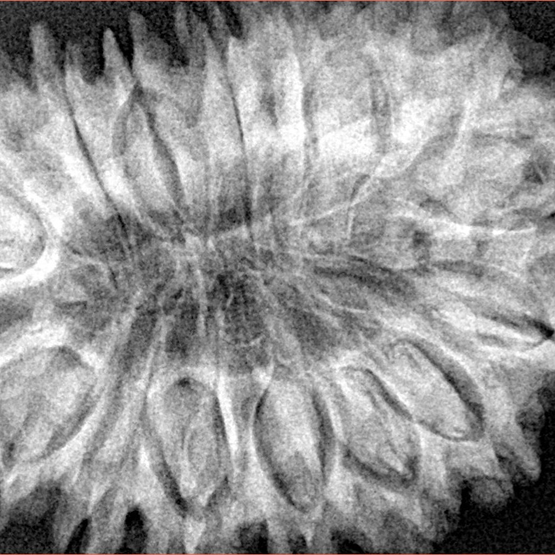 17 Mukhi Rudraksha 38.5mm 8.15gm - Xray