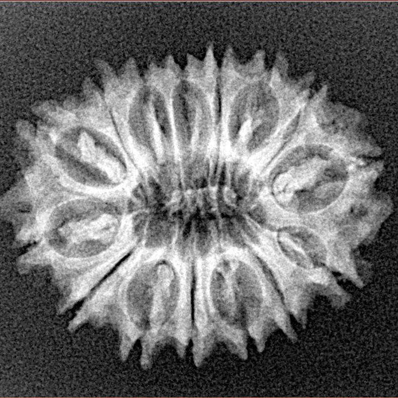 15 Mukhi Rudraksha 24.7mm 2.8gm - Xray