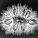 16 Mukhi Rudraksha 28.7mm 4.21gm - Xray