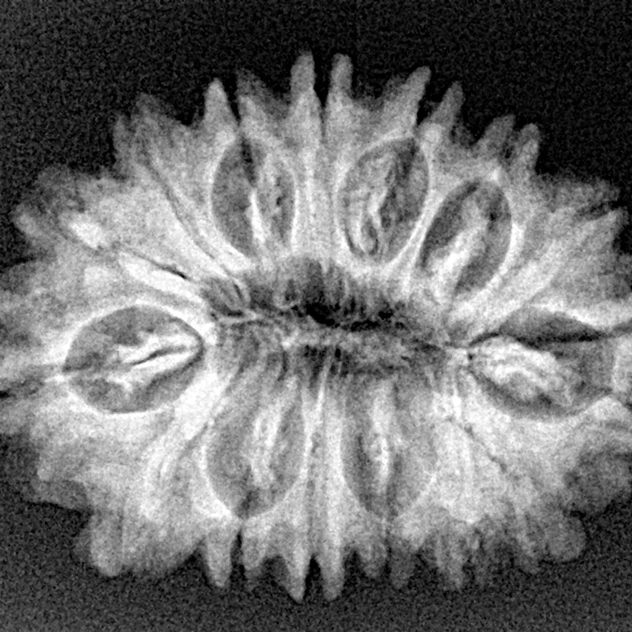 16 Mukhi Rudraksha 28.7mm 4.21gm - Xray