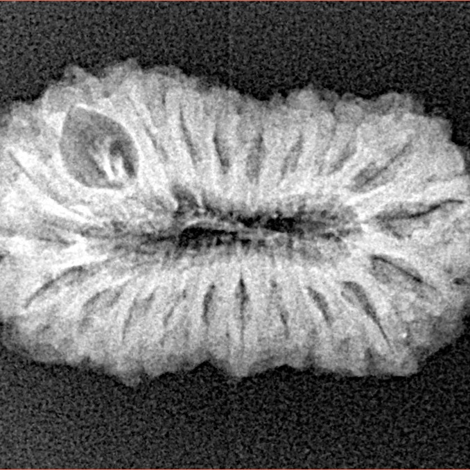 21 Mukhi Rudraksha 25.3mm 2.54gm - Origin: Indonesia - Xray