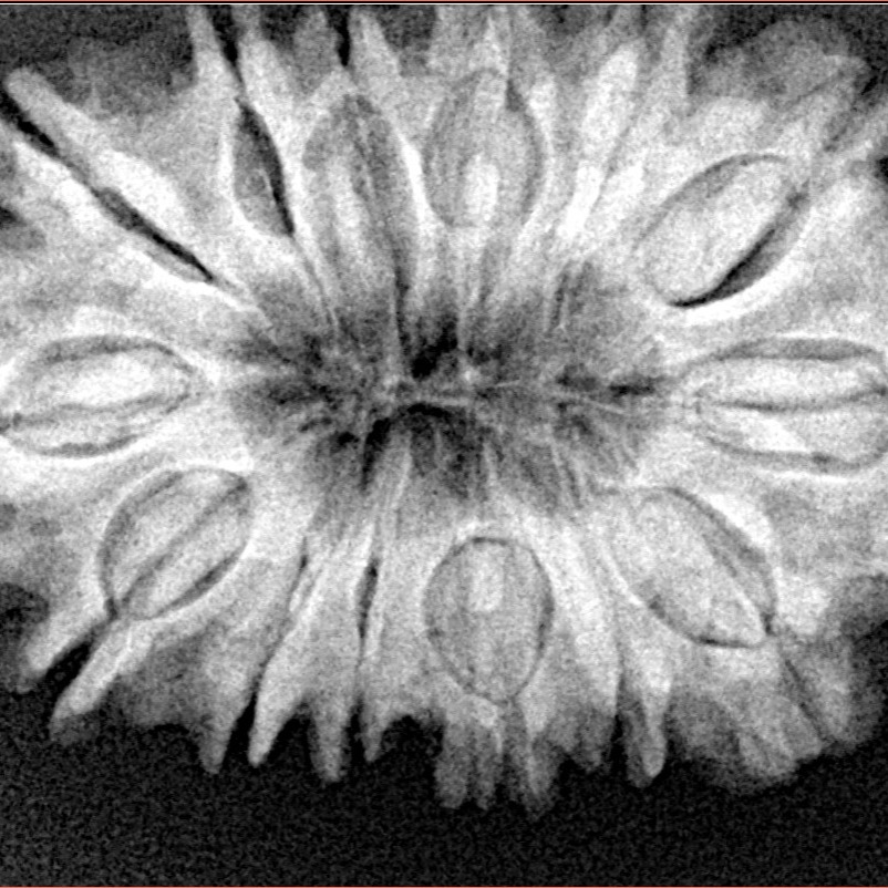 14 Mukhi Rudraksha 34mm 6.72gm - Xray