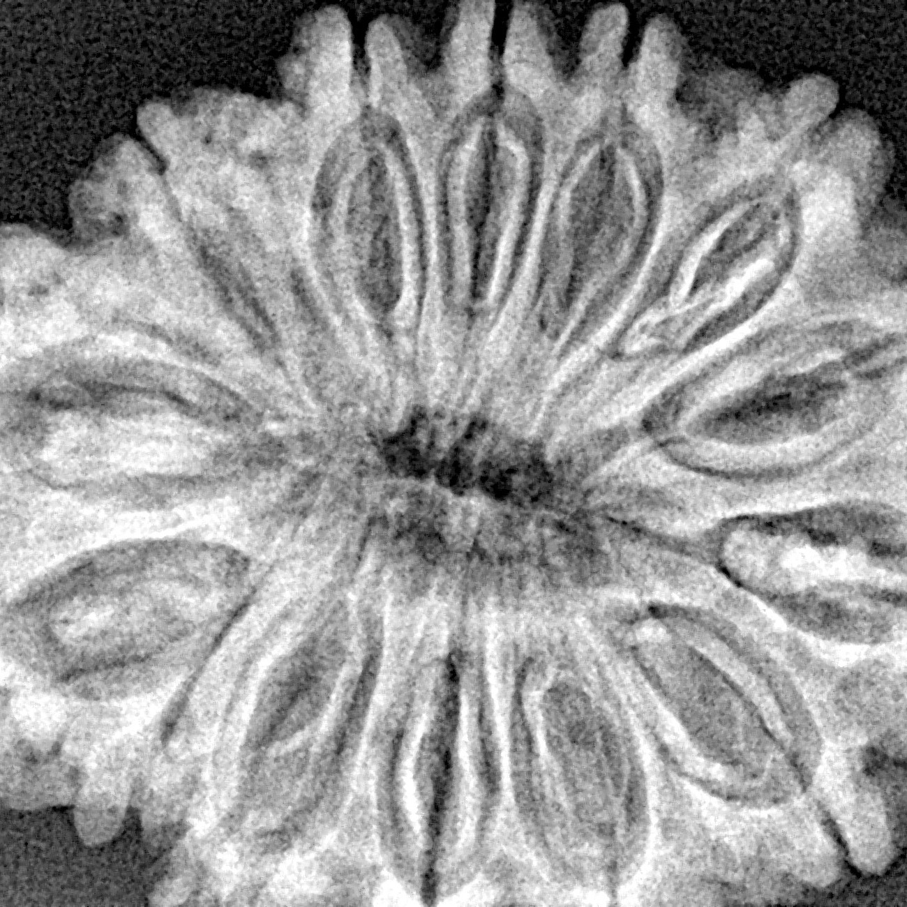 14 Mukhi Rudraksha 33.1mm 6.84gm - Xray